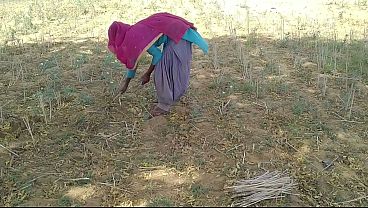 देसी इंडियन ब्वॉयफ्रेंड ने खेत में काम करते हुए उसकी मस्त चोदा
